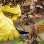 Durmak! Bu Tozlayıcı Bitkileri Kışın Budamayın, Baharı Bekleyin