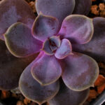 Sukulentlerinizdeki 'Toz' mu? İşte Gerçekte Ne Olduğu