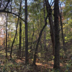 Bahçenizde Bulunan Bir Eşyayı Kullanarak Evinize Taze Bir Tatil Kokusu Verin