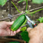 Salatalıklarınızın Yakınına Dikmekten Kaçınmanız Gereken Popüler Bitki