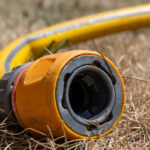 Bahçenize Eklemek İsteyeceğiniz Kuraklığa Dayanıklı Mahsulle Tanışın