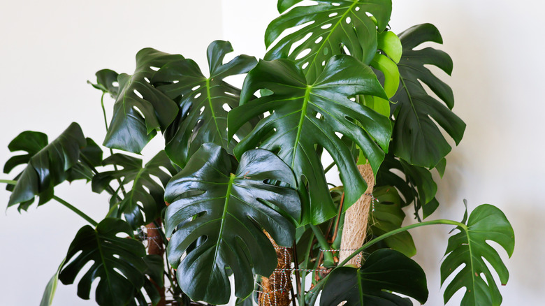 Monstera beyaz bir duvarın önünden ayrılıyor