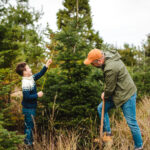 Bir Noel Ağacını Daha Kısa Olacak Şekilde Budayarak Alanınıza Sığdırabilirsiniz