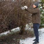 Tam ve Yemyeşil Bahar Çiçekleri İçin Kışın Budamanız Gereken Çiçekli Çalı