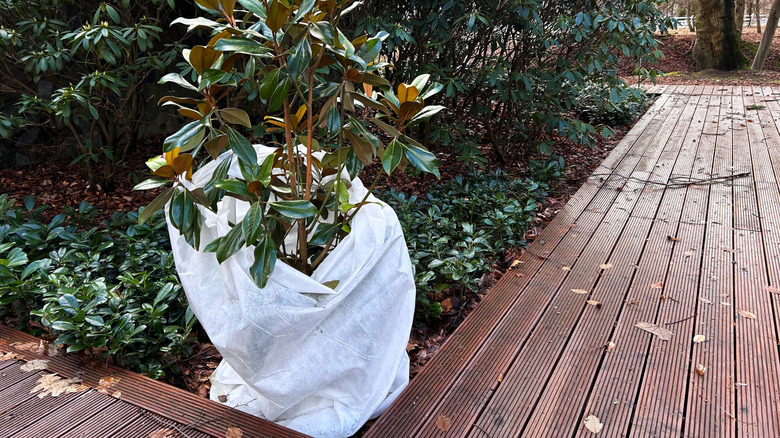 Beyaz bir battaniyeye sarılmış saksı bitkisi.