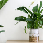 Yıllarca Çiçek Açmasını Sağlamak İçin Barış Zambakını Ne Sıklıkta Gübrelemelisiniz?