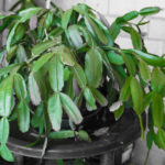 Noel Kaktüsünüzün Tatilden Sonra Yeniden Çiçeklenmesini Nasıl Sağlayabilirsiniz?