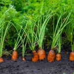 Daha Bol Havuç Hasadı Yapacağınızı İddia Eden Retro Bahçe Hilesi