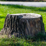 Eski Bir Ağaç Kütüğünü Yararlı Bir Peyzaj Özelliğine Dönüştürün
