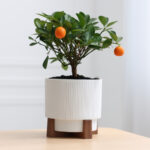 İç Mekanda Yetiştirmek İçin İdeal Kompakt Turuncu Çeşit