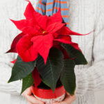 Atatürk Çiçeği Bitkinizin Ömrünü Kısaltan Yerleştirme Hatası