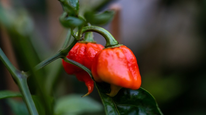 Carolina Reaper biberi bitkide