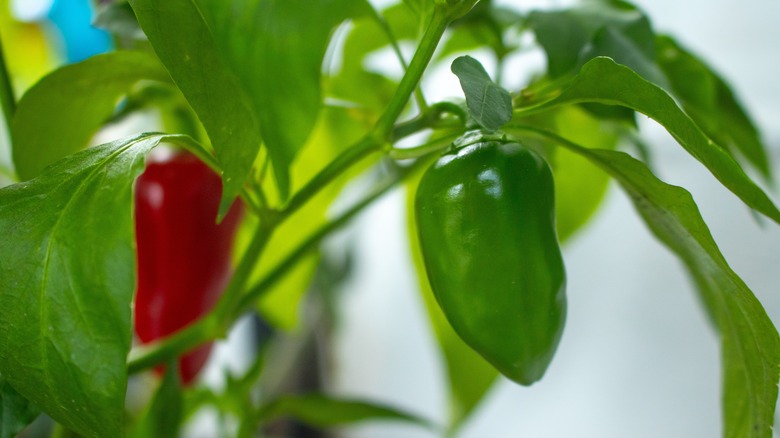 Bitkide büyüyen Jalapeño biberleri