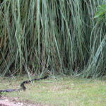 Bilmeden Yılanları Bahçenize Çeken Peyzaj Tasarımı