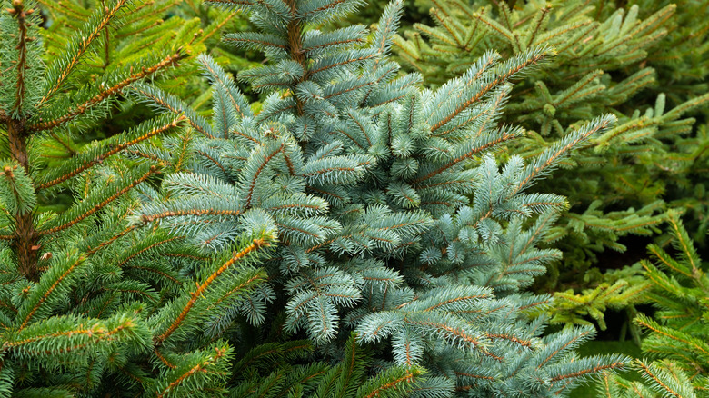 Norveç Ladin ağaçları üst üste büyüyor