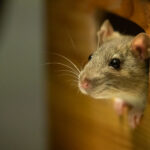 Fareleri Evinizden Kaçtıracak Narenciye Esansiyel Yağı