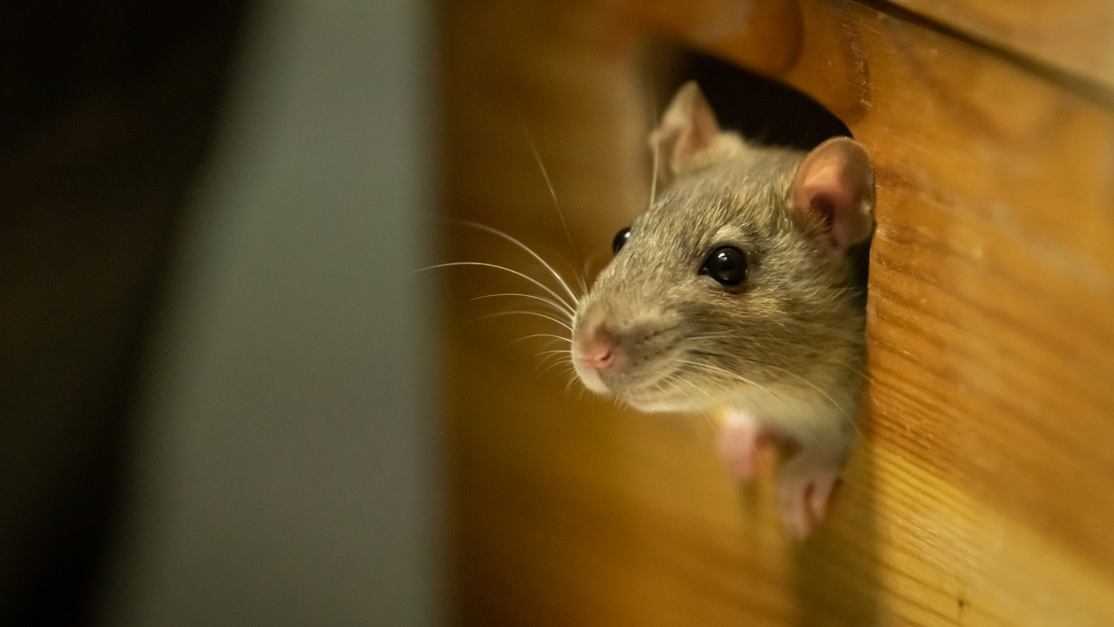 Fareleri Evinizden Kaçtıracak Narenciye Esansiyel Yağı