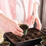 Gelecek Sezon Sağlıklı Toprak İçin Kışın Sonunda Başlamanız Gereken Bitki