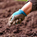 Bir Çime Tohum Atmanın En İyi Zamanı (ve Doğru Şekilde Nasıl Yapılır)