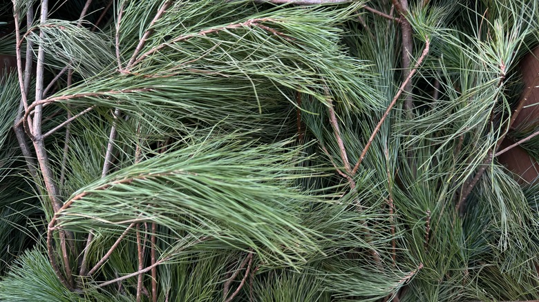 Beyaz çam dalları.