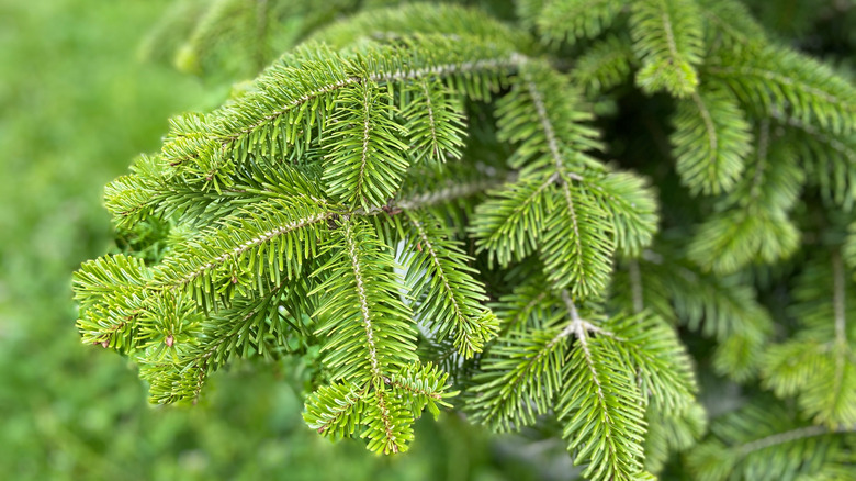 Balsam köknar ağacı.