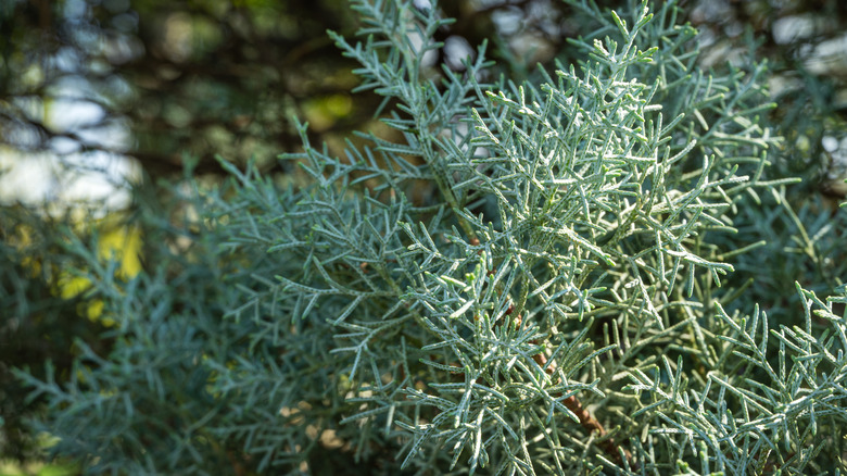 'Mavi buz' selvi ağacı.