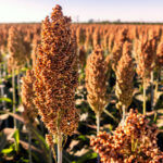 Sorgum Kendi Bahçenizde Yetiştirebileceğiniz Bir Süper Besindir. İşte nasıl