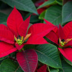 Daha Güzel Çiçeklenmeleri Teşvik Etmek İçin Atatürk Çiçeği Bitkinizi Nasıl Budayabilirsiniz?