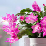 Noel Kaktüsünüzün Kısa Sürede Açmasını Sağlayacak Basit Tüyo