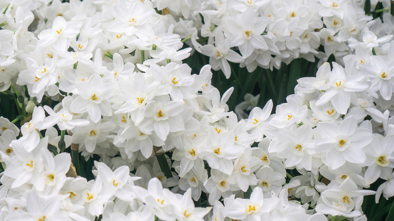 Paperwhite nergis çiçekleri yakın çekim