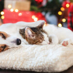 Aslında Evcil Hayvanlara Zehirli Olan 9 Yaygın Tatil Bitkisi