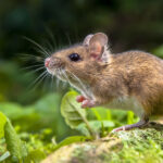 Bu Ot Çeşitleri Bahçenizdeki Fare Mıknatısı Gibidir