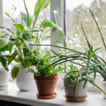 Az Suyla Büyüyen ve Bakımı Kolay Ev Bitkisi