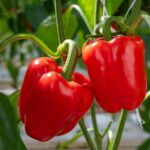 Biber Bitkilerinizin Mutfağınızdan Kalan Sıvıyla Gelişmesine Yardımcı Olun