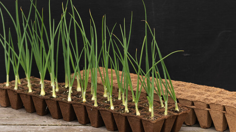 FertilPots'un tohum başlangıç ​​kartonlarında yetiştirdiği soğanlar.