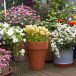 Konteyner Bahçeciliği Daha Çevre Dostu Çözümlerle Değişiyor