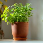 Kapalı Melisa Nasıl Canlı Tutulur (En İyi Büyütme İpuçları)