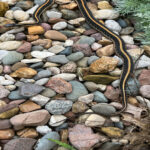 Kayan Zararlıları Çeken 13 Popüler Yer Örtücü Bitki