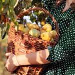 Büyük, Sulu Meyve Üreten Soğuğa Dayanıklı Armut Ağacı Çeşitleri