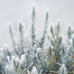 Kış Bahçenizde Büyüyecek 8 Soğuğa Dayanıklı Biberiye Çeşitleri