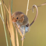 Bu Güzel Süs Çimenleri Fareleri Çekmek İçin Bir Mıknatıstır