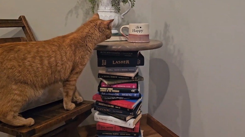 Kitaplardan yapılmış masanın yanındaki sandalyede duran kedi