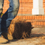 Çam Samanı ve Çam Kabuğu Malç Karşılaştırması: Bahçeniz İçin En İyisi Hangisi?