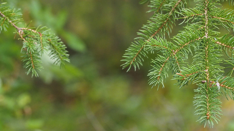 Çam ağacı dalları