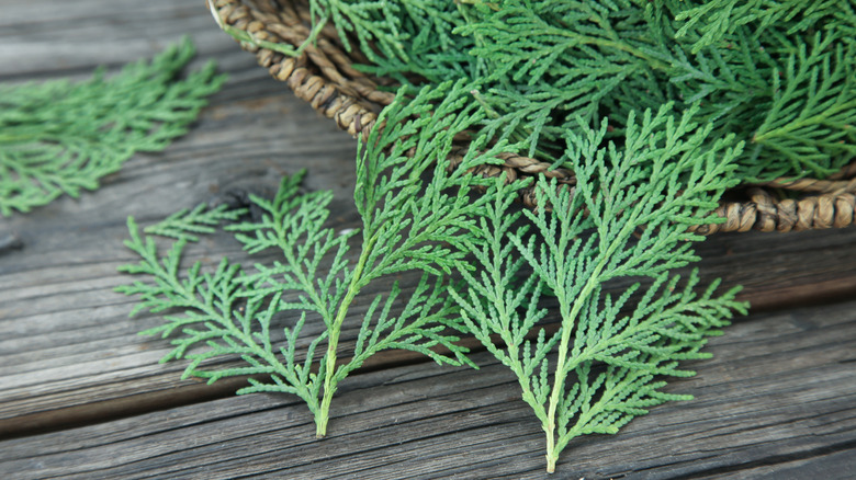 Kesilmiş selvi sapları.