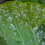 Yaygın Beyaz Sinek Çeşitleri (& Hedeflemeyi Sevdikleri Bitkiler)