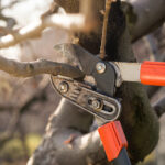 İlkbaharda Daha Güçlü Bir Bitki İçin Kışın Şeftali Ağacı Nasıl Budanır?