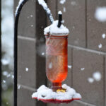 Bunları Bilmeden Sinek Kuşu Besleyicilerinizi Kış Boyunca Dışarıda Bırakmayın