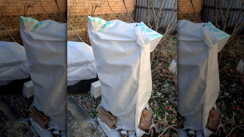 Kışlık bir arka bahçede peyzaj kumaşına sarılmış saksı ortancası.