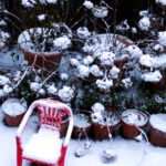 Kış Aylarında Saksı Ortancalarınızın Bakımı Nasıl Yapılır?